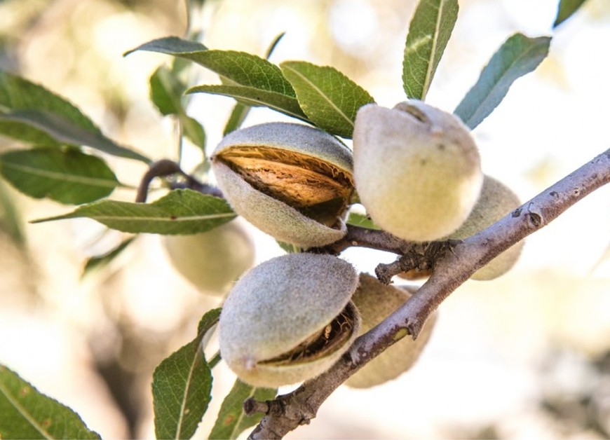 ¿Qué tipos de almendras existen?